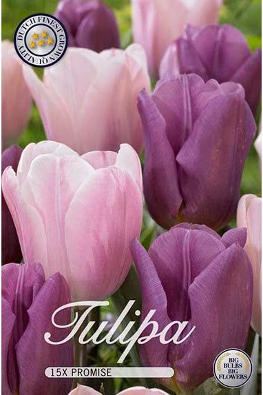 Tulip Promise 15-pakning